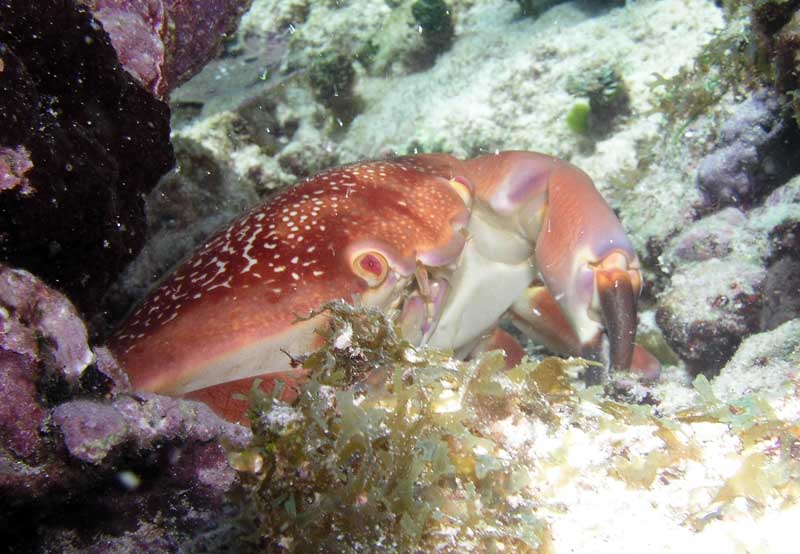 Crab Half Moon bay-Thumbnail
