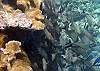 Reef fishes Half Moon Bay-Thumbnail