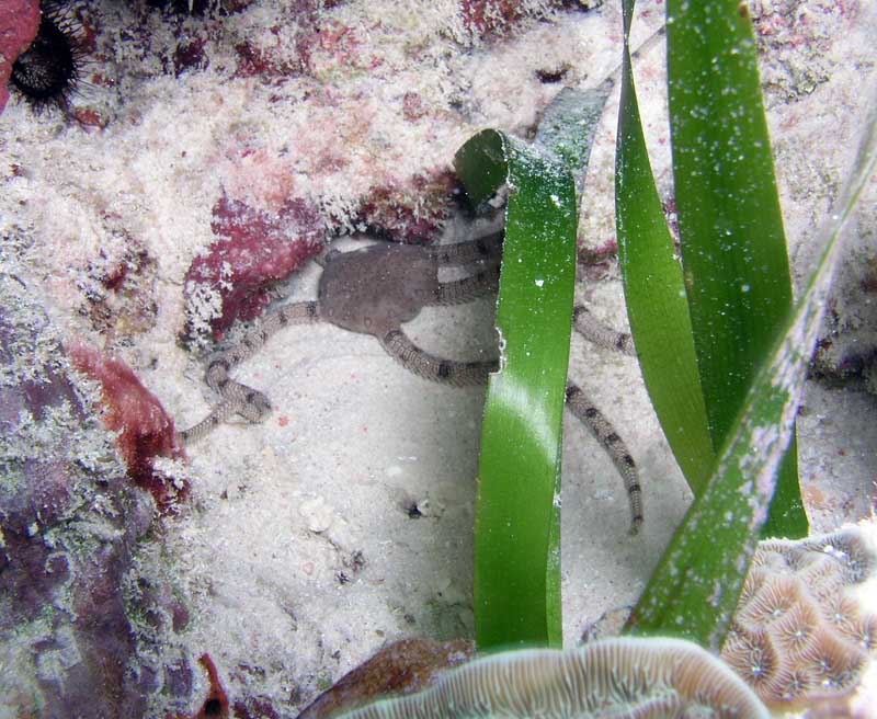 Sea Star Half Moon Bay Photo by Chris F-Thumbnail