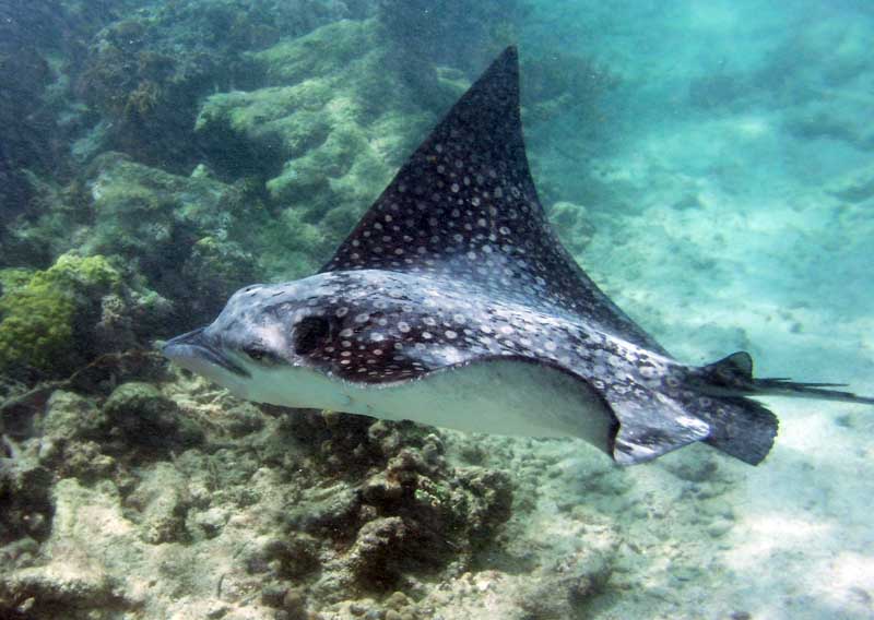 Spotted Eagle Ray-Thumbnail