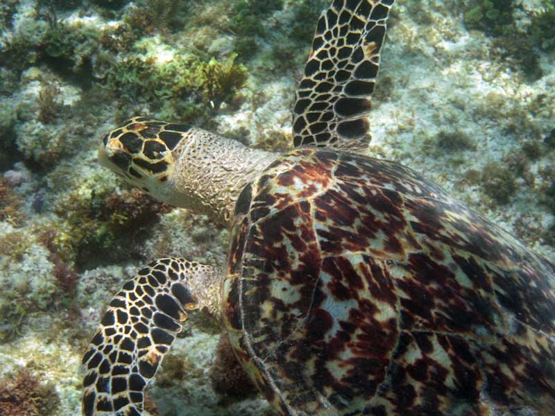 Loggerhead-Thumbnail