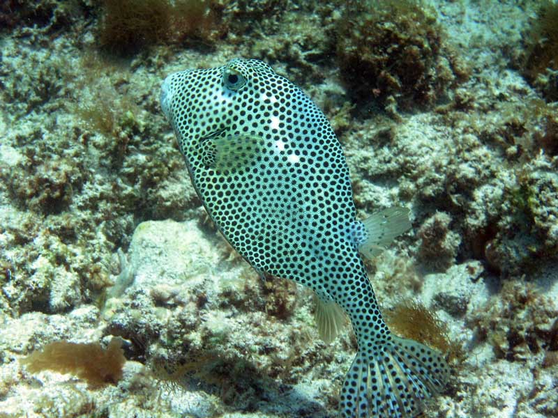 Puffer Fish Half Moon Bay-Thumbnail