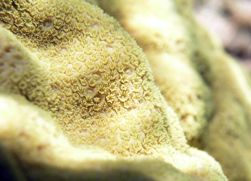 Soft Coral Half Moon Bay-Thumbnail