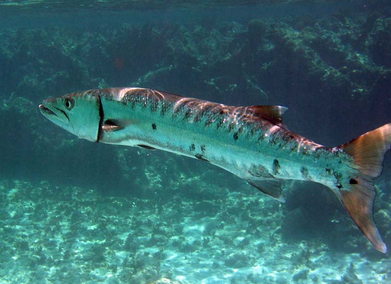 Barracuda-Thumbnail