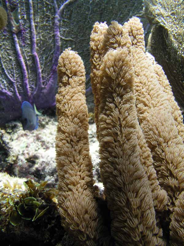 Soft Coral Half Moon Bay-Thumbnail