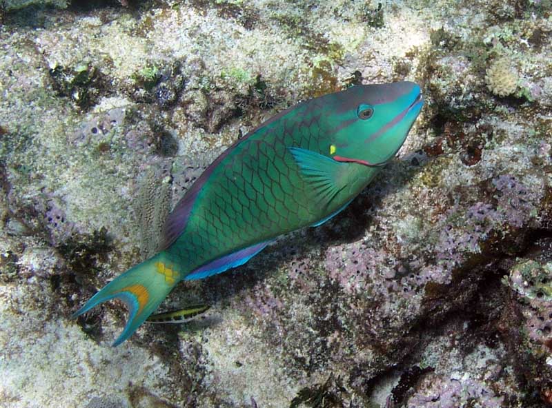 Parrot Fish Photo by Chris F-Thumbnail