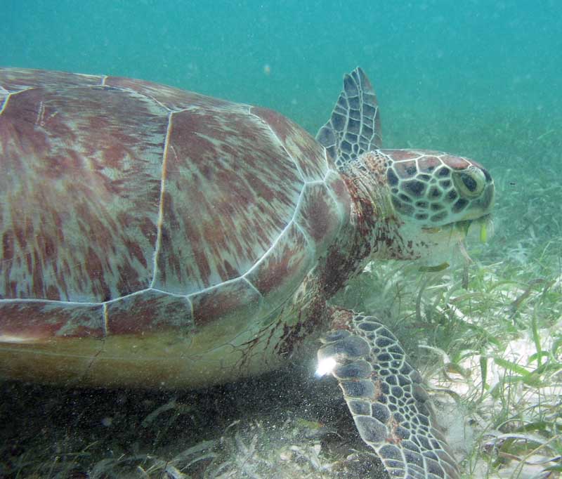 Green Sea Turtle Grazing-Thumbnail