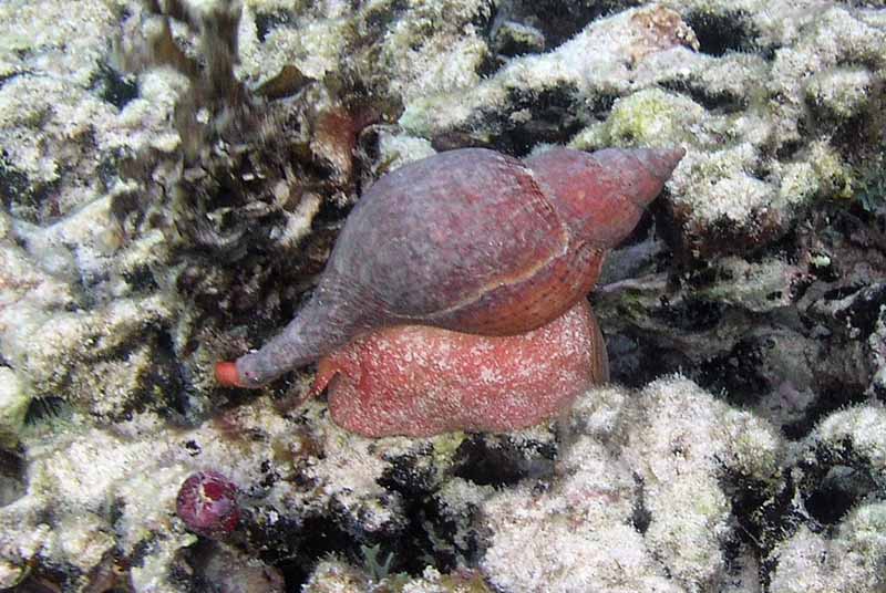 Snail Half Moon Bay-Thumbnail