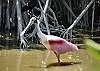 Rosetta Spoonbill-Thumbnail