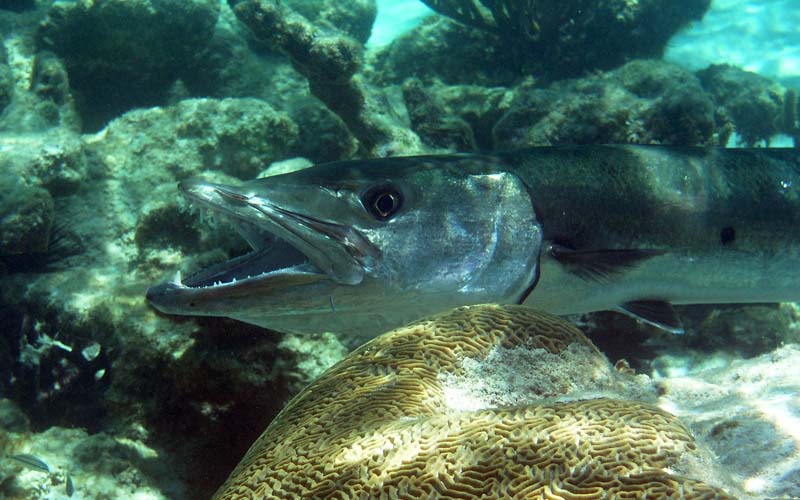 Barracuda-Thumbnail