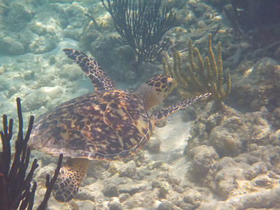 Baby Loggerhead-Thumbnail