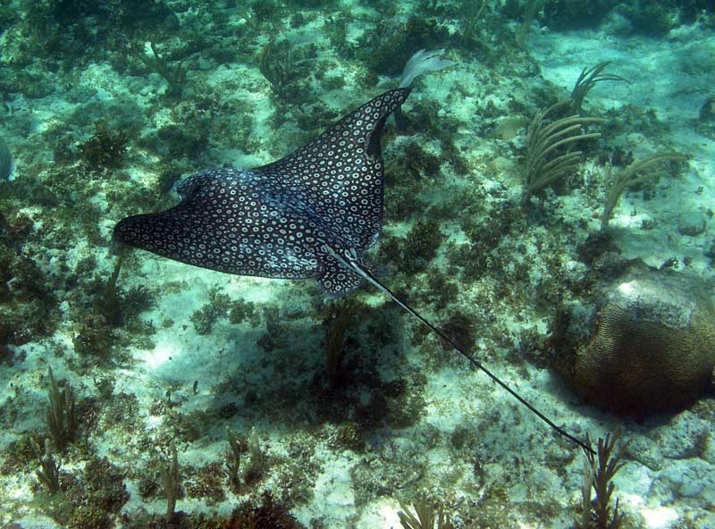 Spotted Eagle Ray-Thumbnail