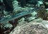 Needle Fish HMB Photo by Chris F-Thumbnail