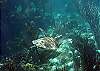 Green Turtle Half Moon Bay-Thumbnail