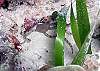 Sea Star Half Moon Bay Photo by Chris F-Thumbnail