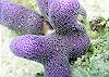 Soft Coral Photo by Chris F-Thumbnail