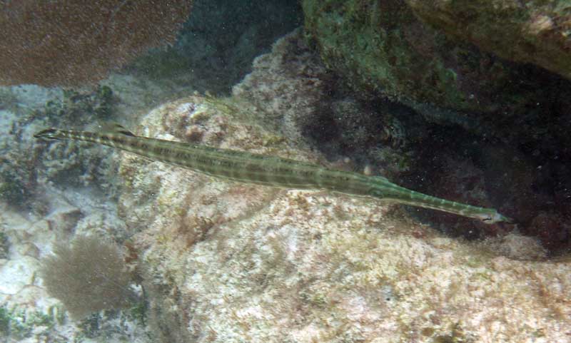 Pipefish-Thumbnail