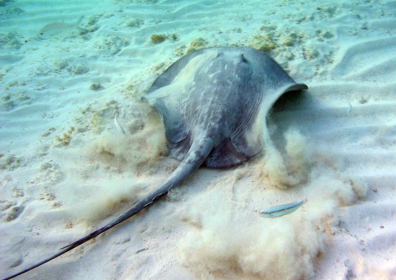 Stingray Half Moon Bay-Thumbnail