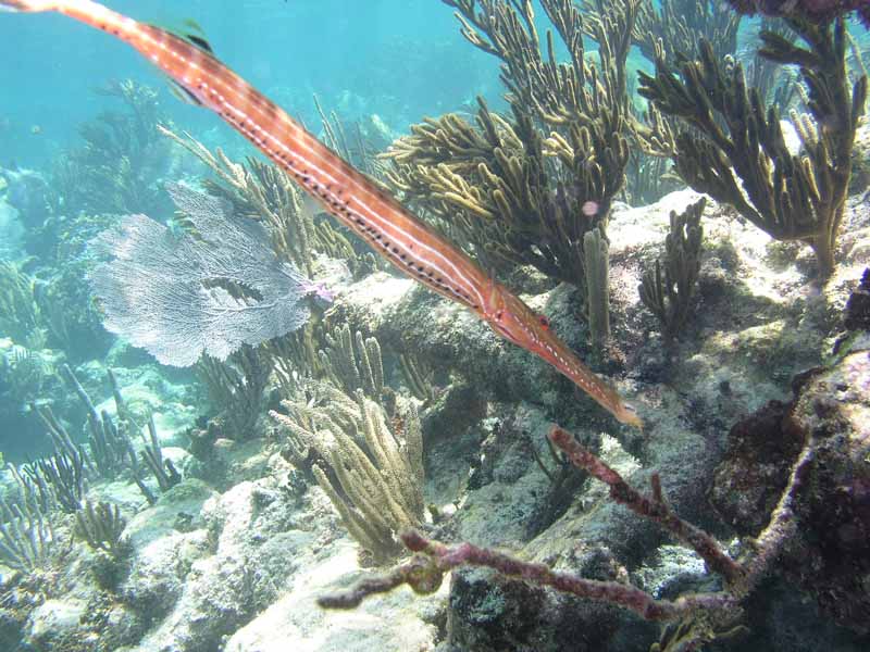 Pipefish-Thumbnail