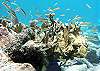 Half Moon Bay reef-Thumbnail
