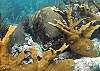 Half Moon Bay Reef-Thumbnail