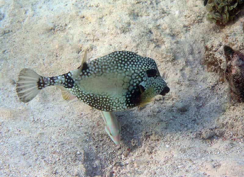 Trunkfish-Thumbnail