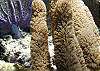 Soft Coral Half Moon Bay-Thumbnail