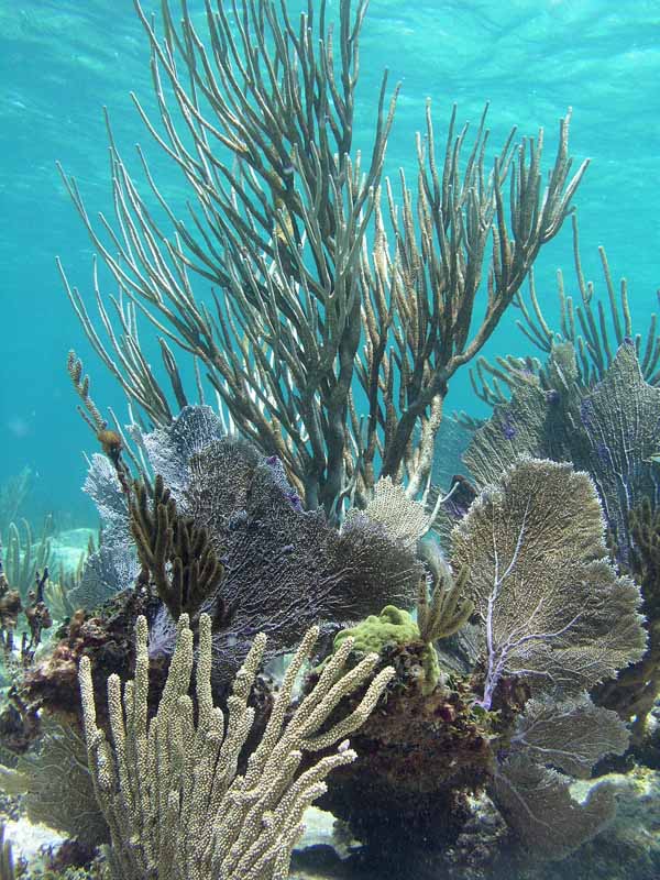 Soft Corals Photo by Chris F-Thumbnail