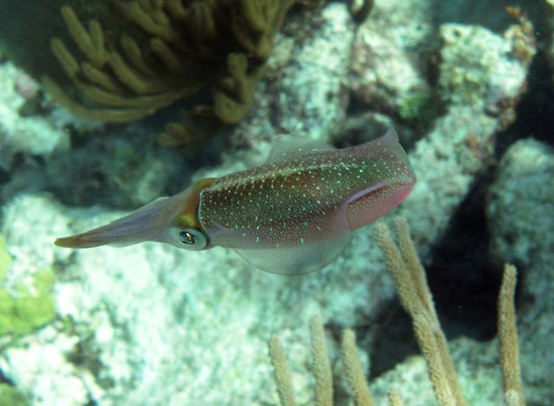 Squid-Thumbnail