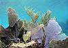 Sea Fans Half Moon Bay-Thumbnail