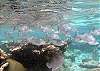 Reef fish Half Moon Bay-Thumbnail