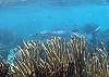 Barracuda-Thumbnail