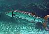 Barracuda-Thumbnail