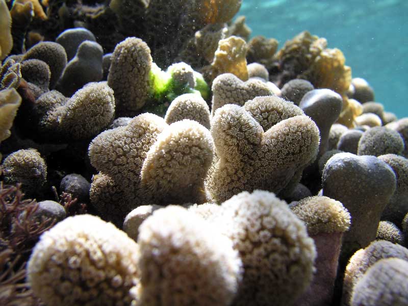 Soft Coral Half Moon Bay-Thumbnail