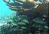 Reef Fish Half Moon Bay-Thumbnail