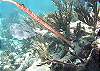 Pipefish-Thumbnail