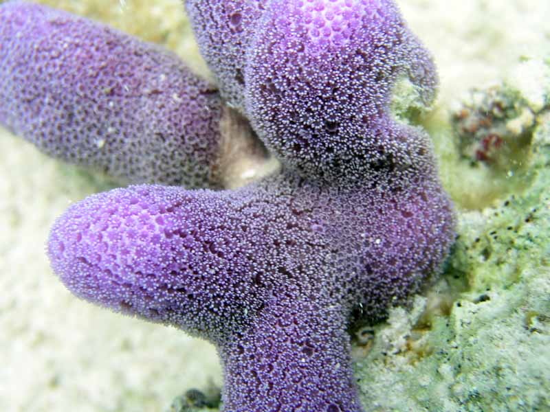 Soft Coral Half Moon Bay-Thumbnail