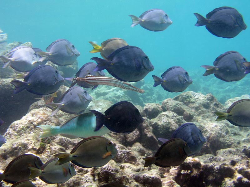 Half Moon Bay Reef Akumal-Thumbnail