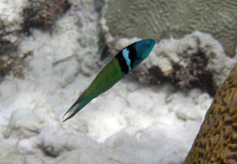 Squirell Fish-Thumbnail