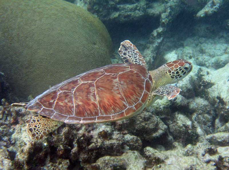 Baby Green Turtle Photo by Chris F-Thumbnail