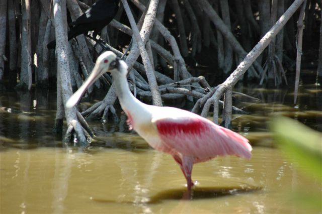 Rosetta Spoonbill-Thumbnail