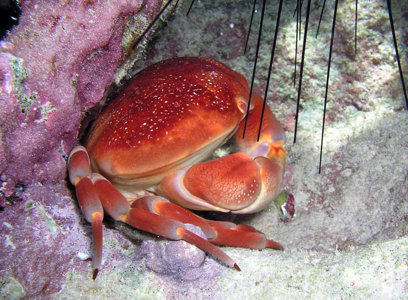 Crab Half Moon Bay Photo by Chris F-Thumbnail