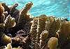 Soft Coral Half Moon Bay-Thumbnail