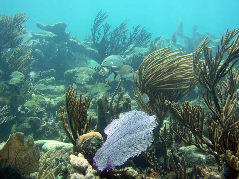 Half Moon Bay reef-Thumbnail