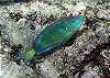 Parrot Fish Photo by Chris F-Thumbnail