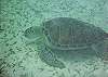 Green Turtle Akumal Photo by Chris F-Thumbnail