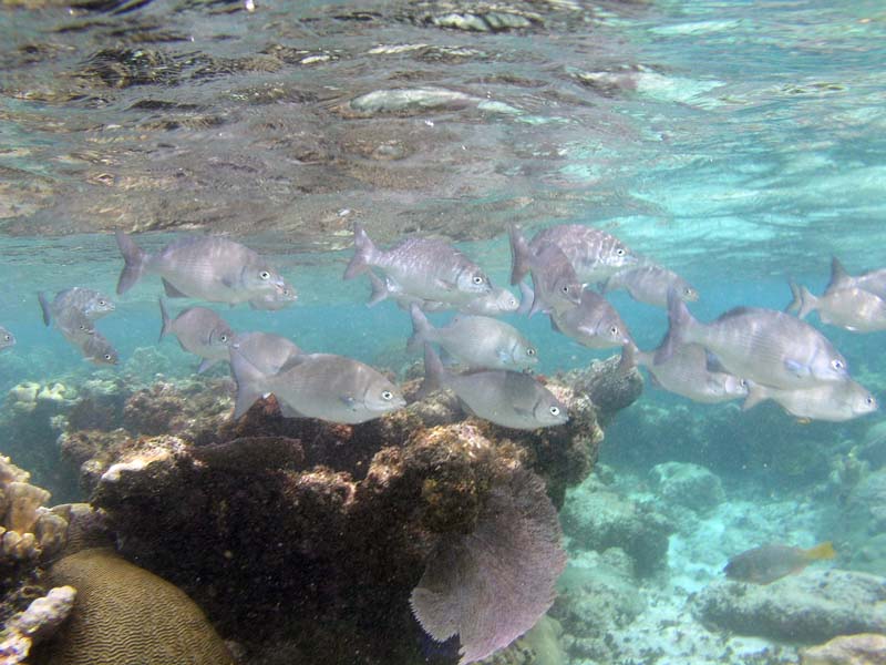 Reef fish Half Moon Bay-Thumbnail