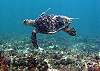 Loggerhead-Thumbnail