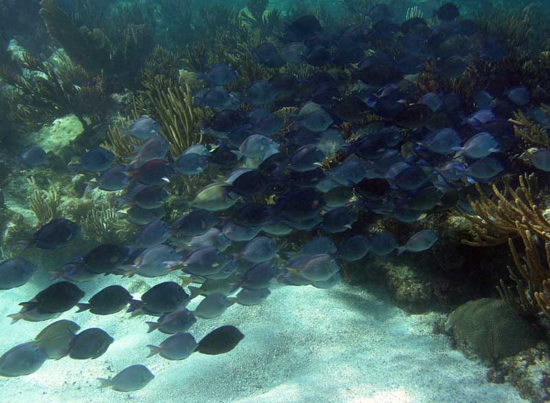 Blue Tangs-Thumbnail