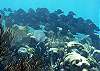 Half Moon Bay Reef Akumal-Thumbnail